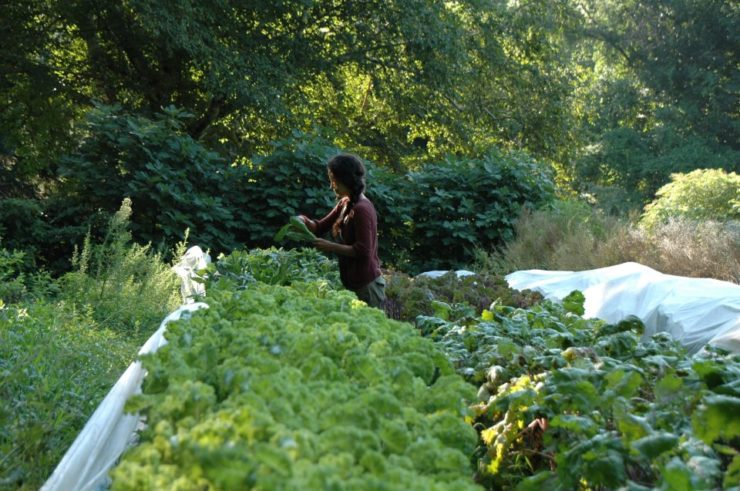 A woman gardening