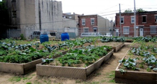 An urban garden with raised beds.